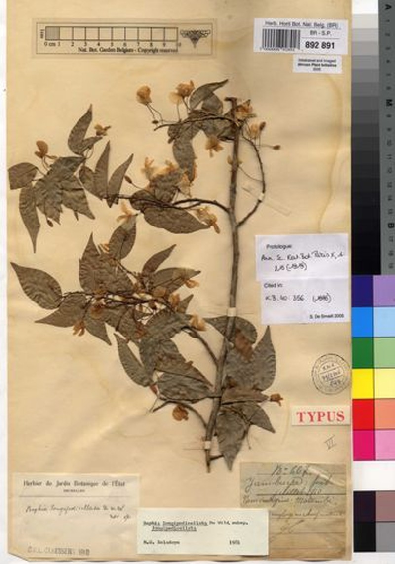 Baphia longipedicellata subsp. longipedicellata photo 4