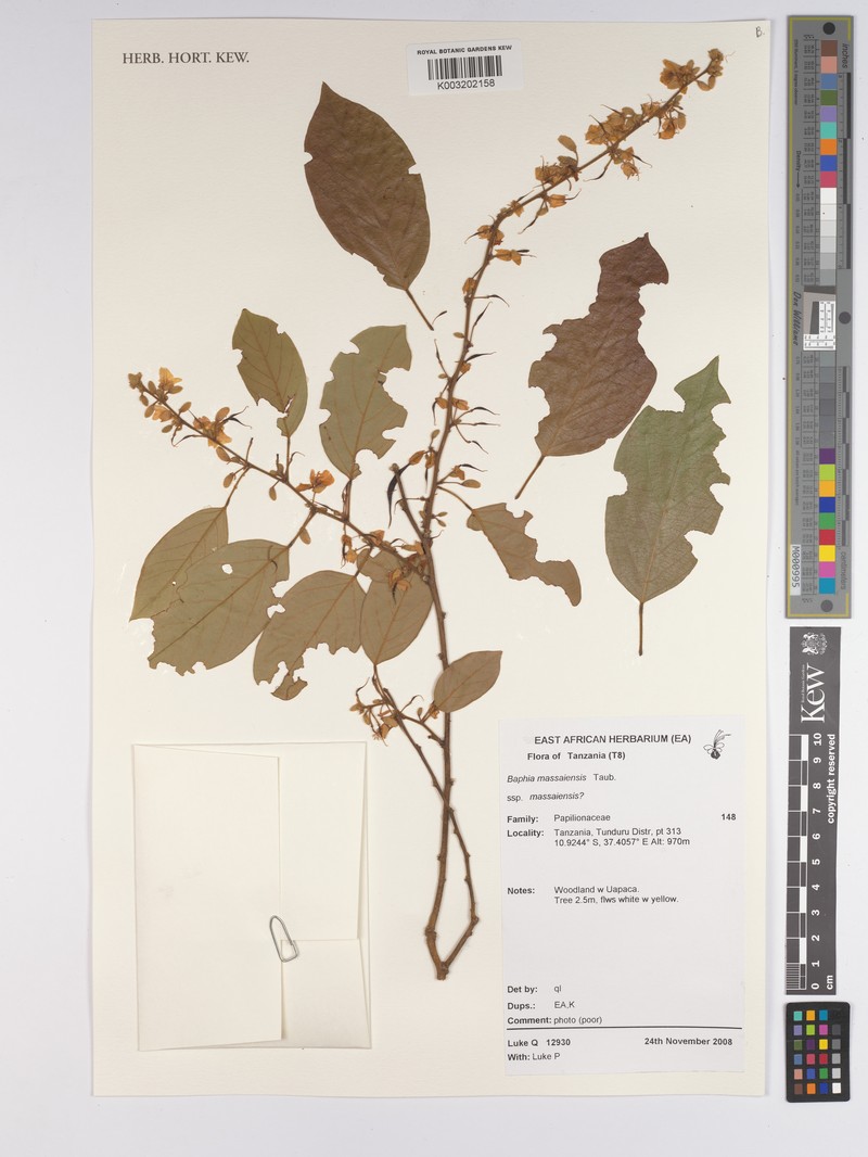 Baphia massaiensis subsp. massaiensis