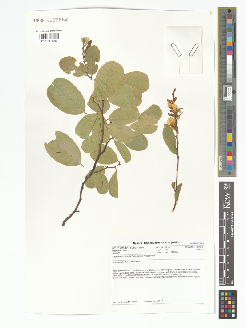 Baphia massaiensis subsp. massaiensis photo 2