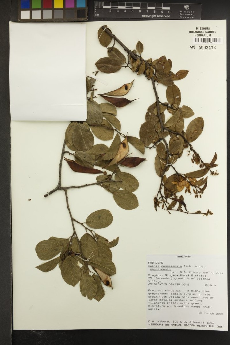Baphia massaiensis subsp. massaiensis photo 3