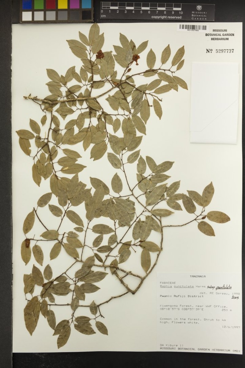 Baphia punctulata subsp. punctulata