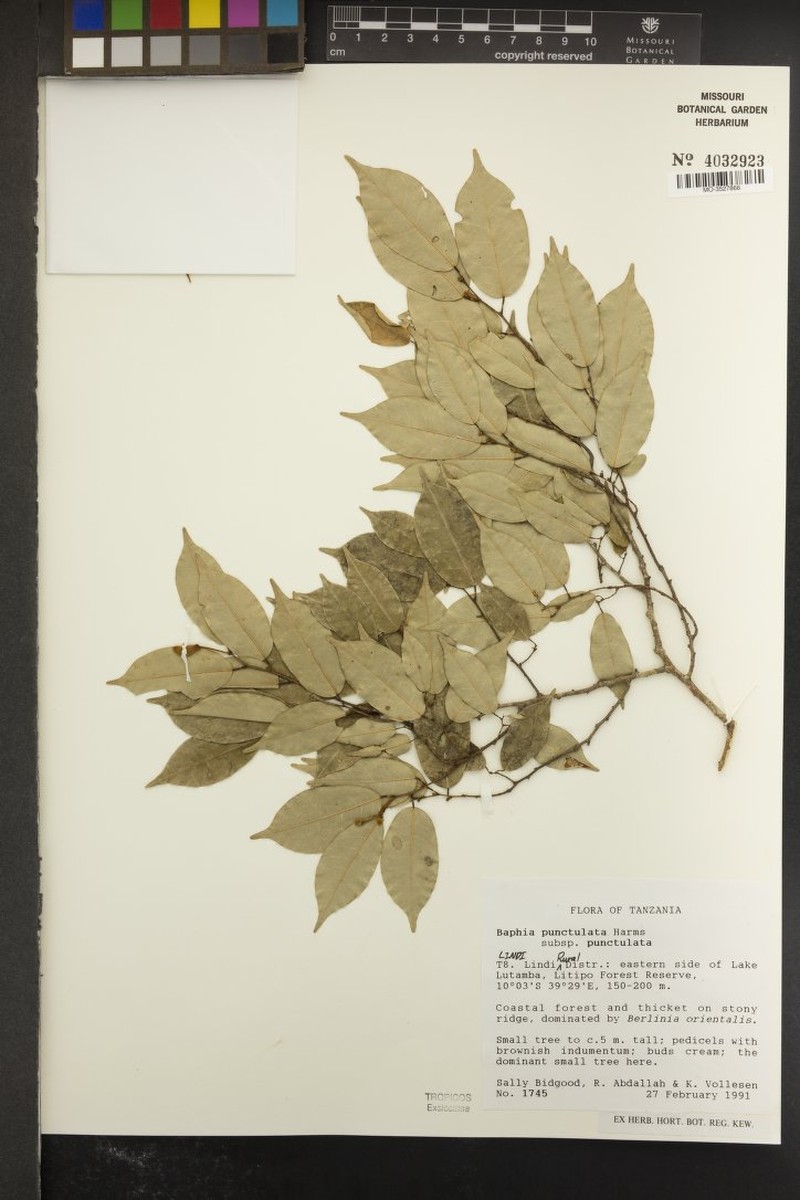 Baphia punctulata subsp. punctulata photo 2