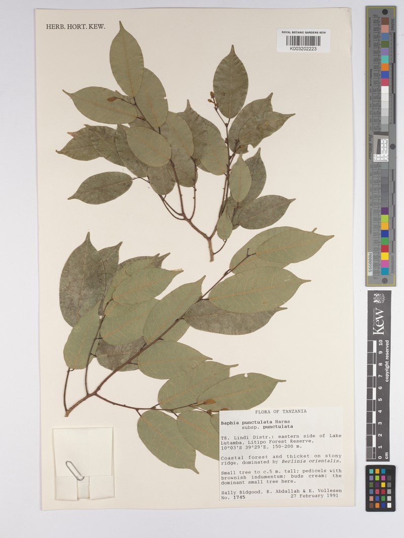 Baphia punctulata subsp. punctulata photo 3