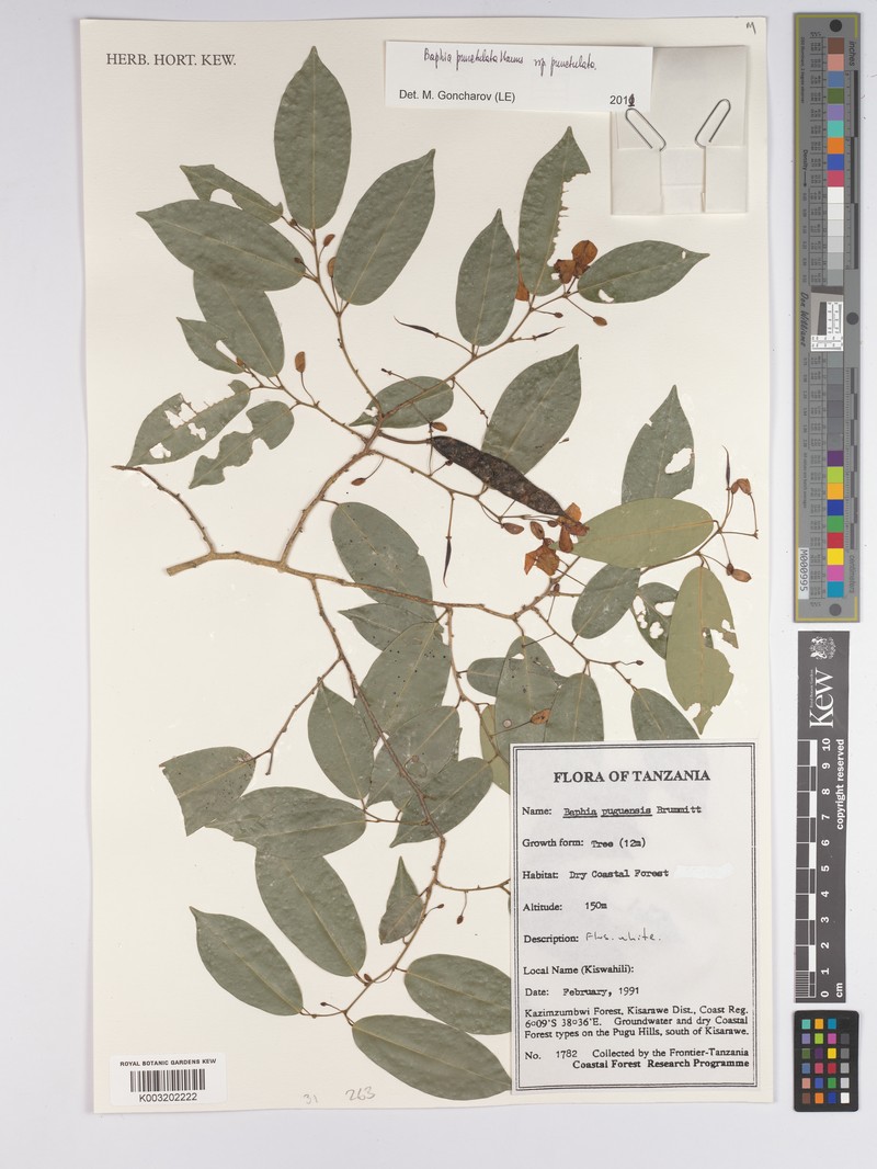 Baphia punctulata subsp. punctulata photo 4