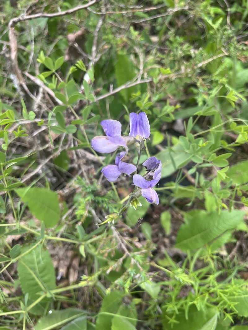 Wild Indigo