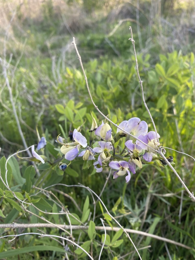 Wild Indigo photo 2