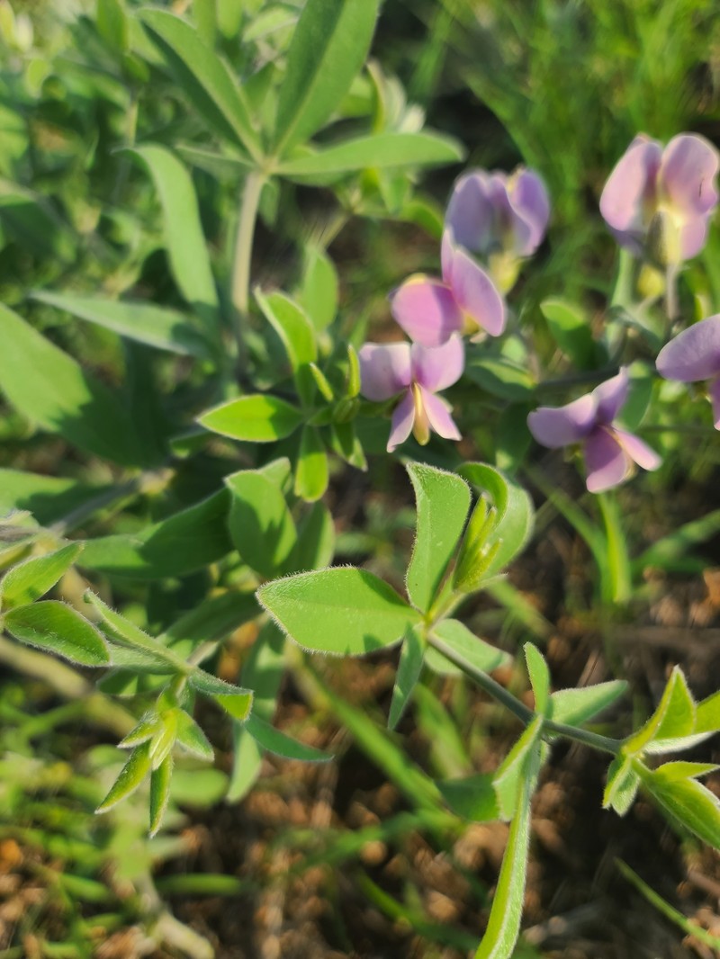 Wild Indigo photo 3