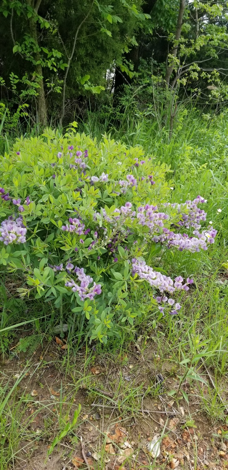 Wild Indigo photo 4