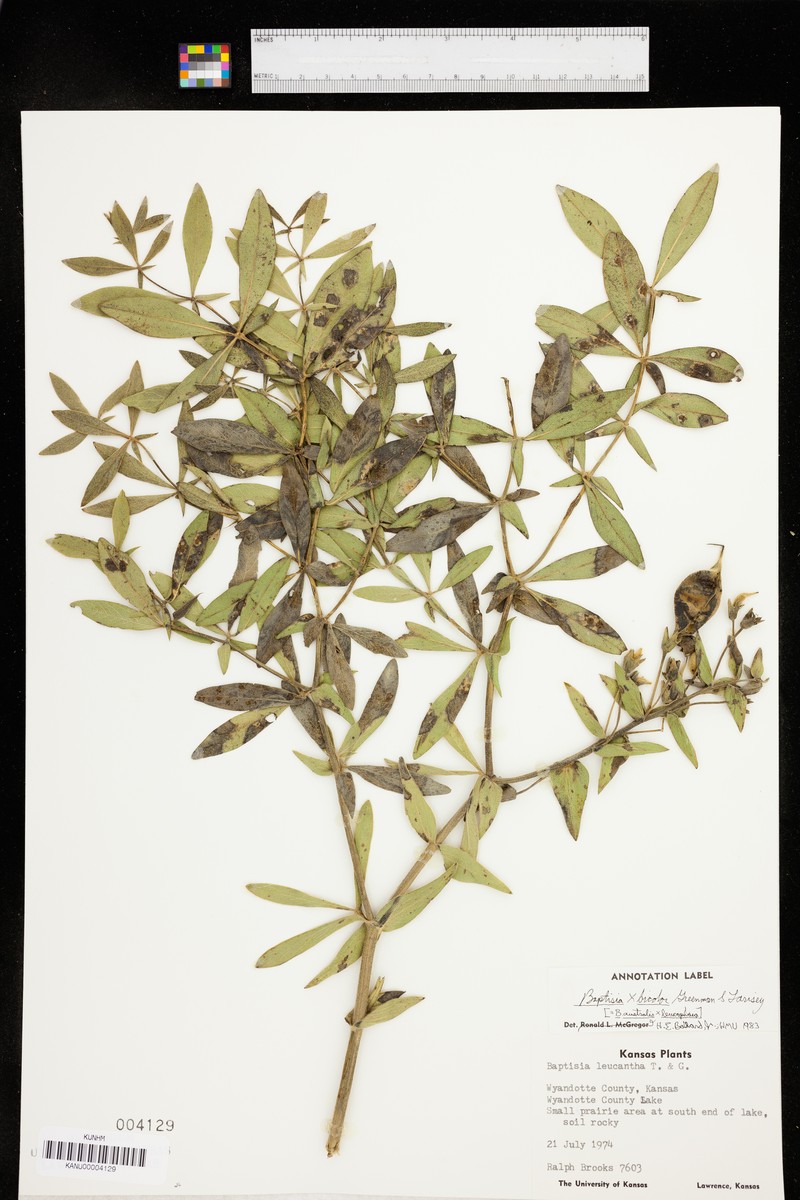Wild Indigo photo 5