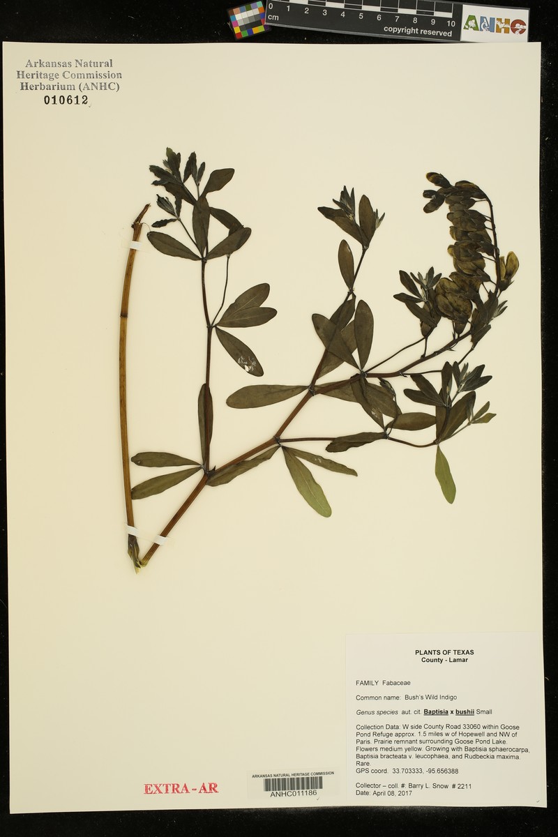 Wild Indigo photo 5