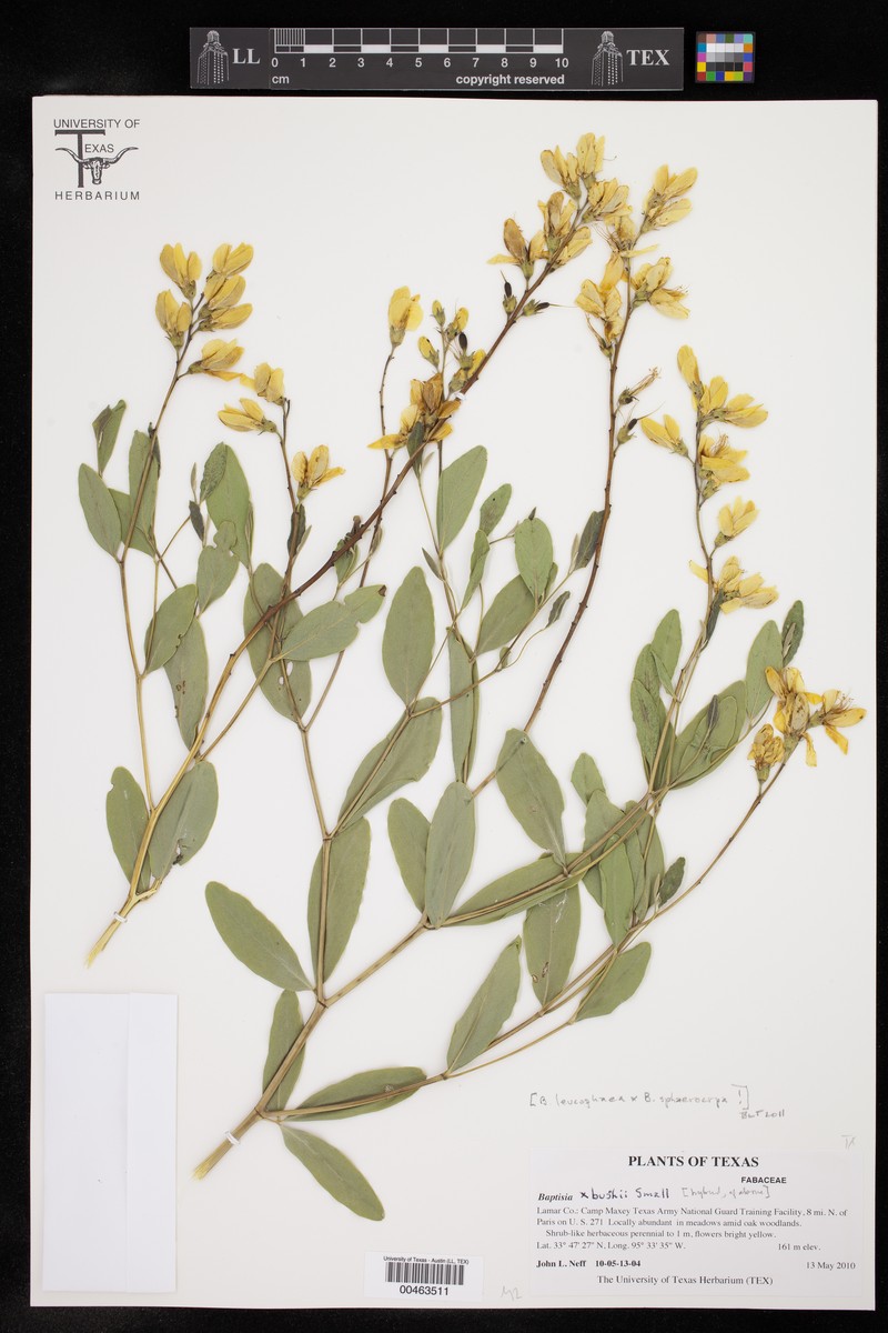 Wild Indigo photo 6