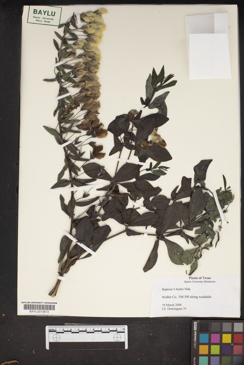 Wild Indigo photo 7