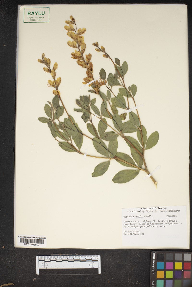 Wild Indigo photo 8
