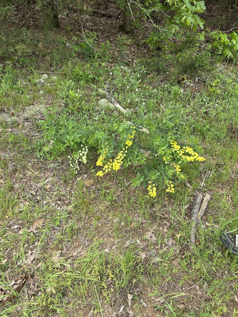 Wild Indigo