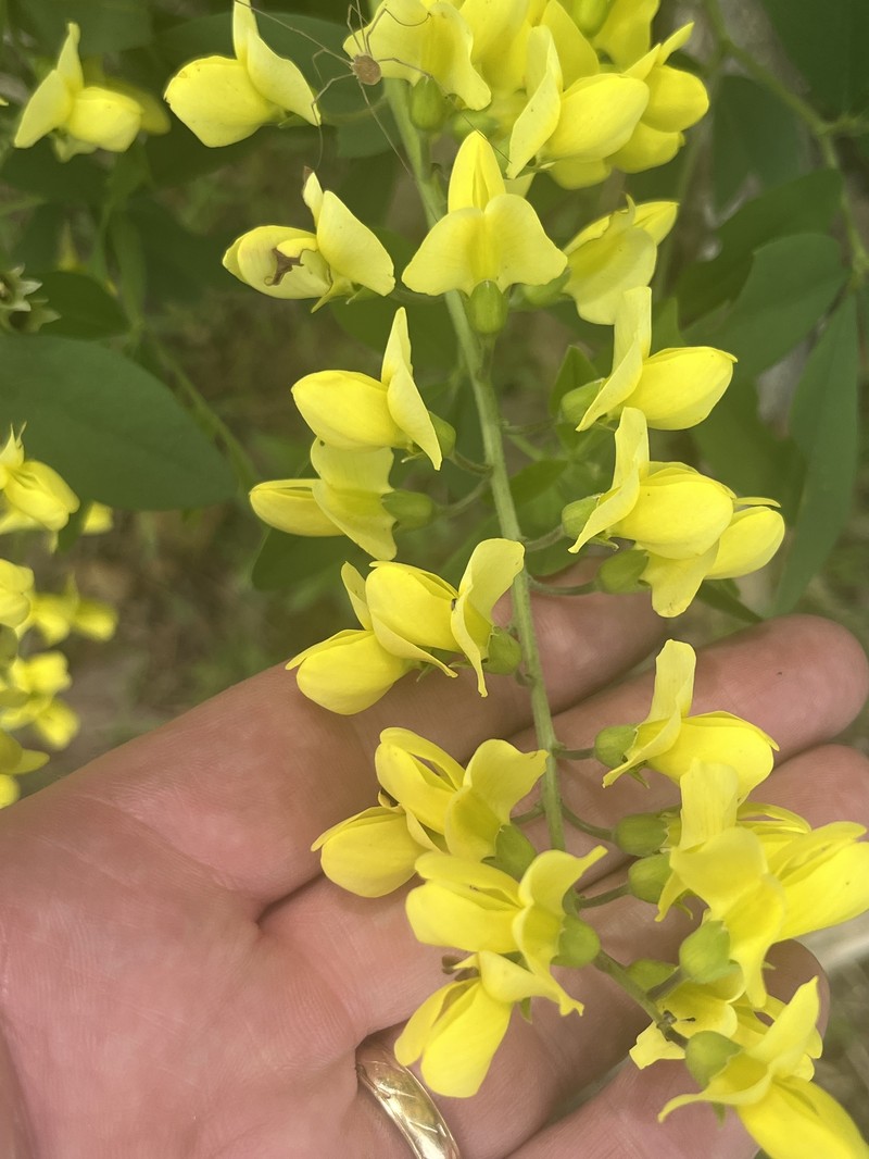 Wild Indigo photo 2