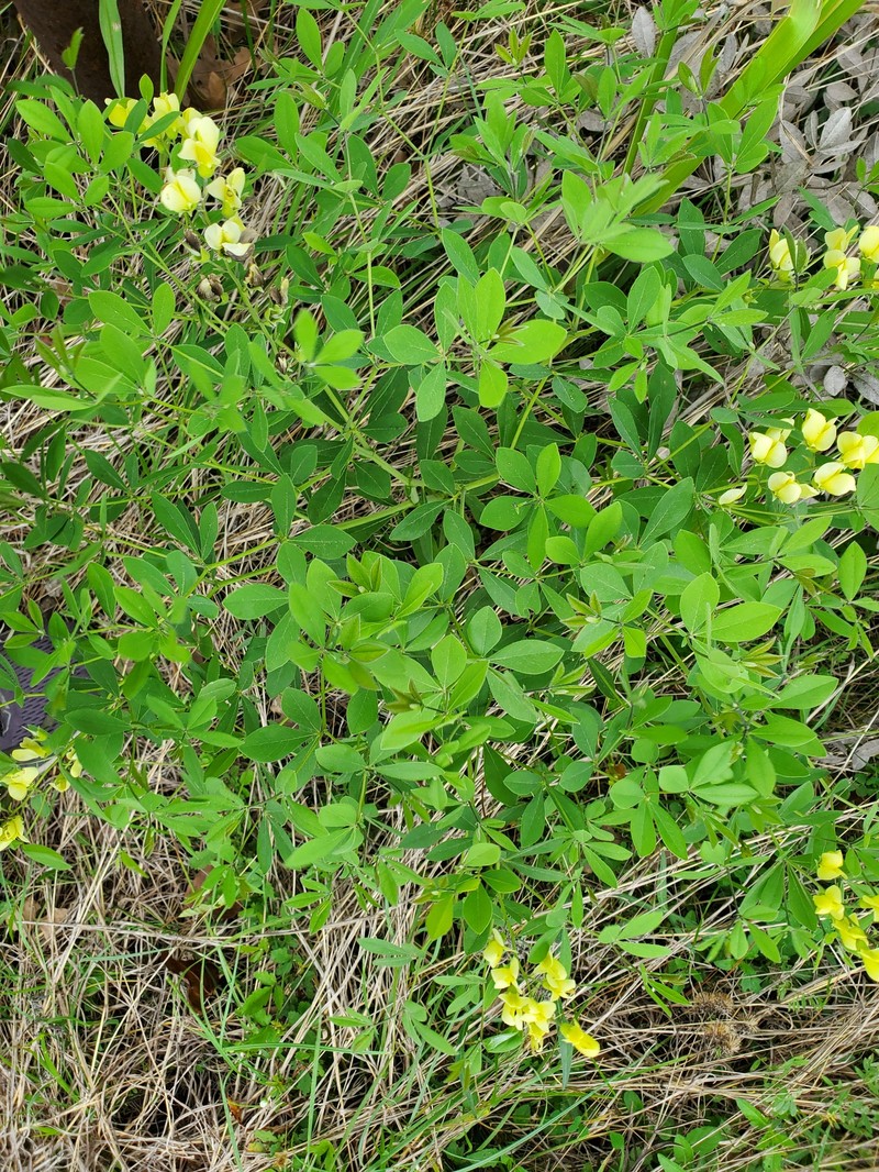 Wild Indigo photo 3