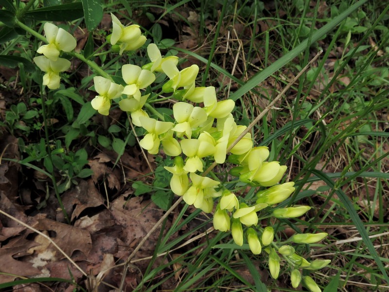 Wild Indigo photo 4