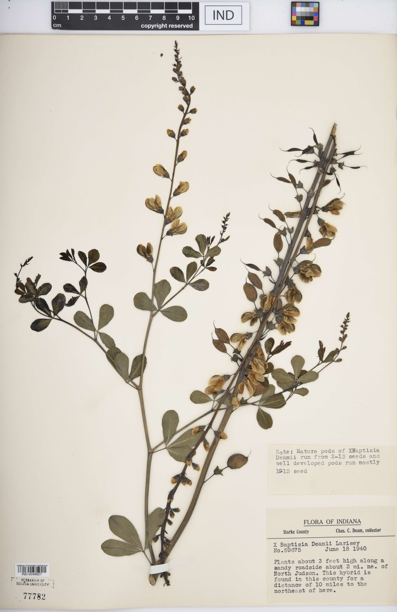 Baptisia × deamii