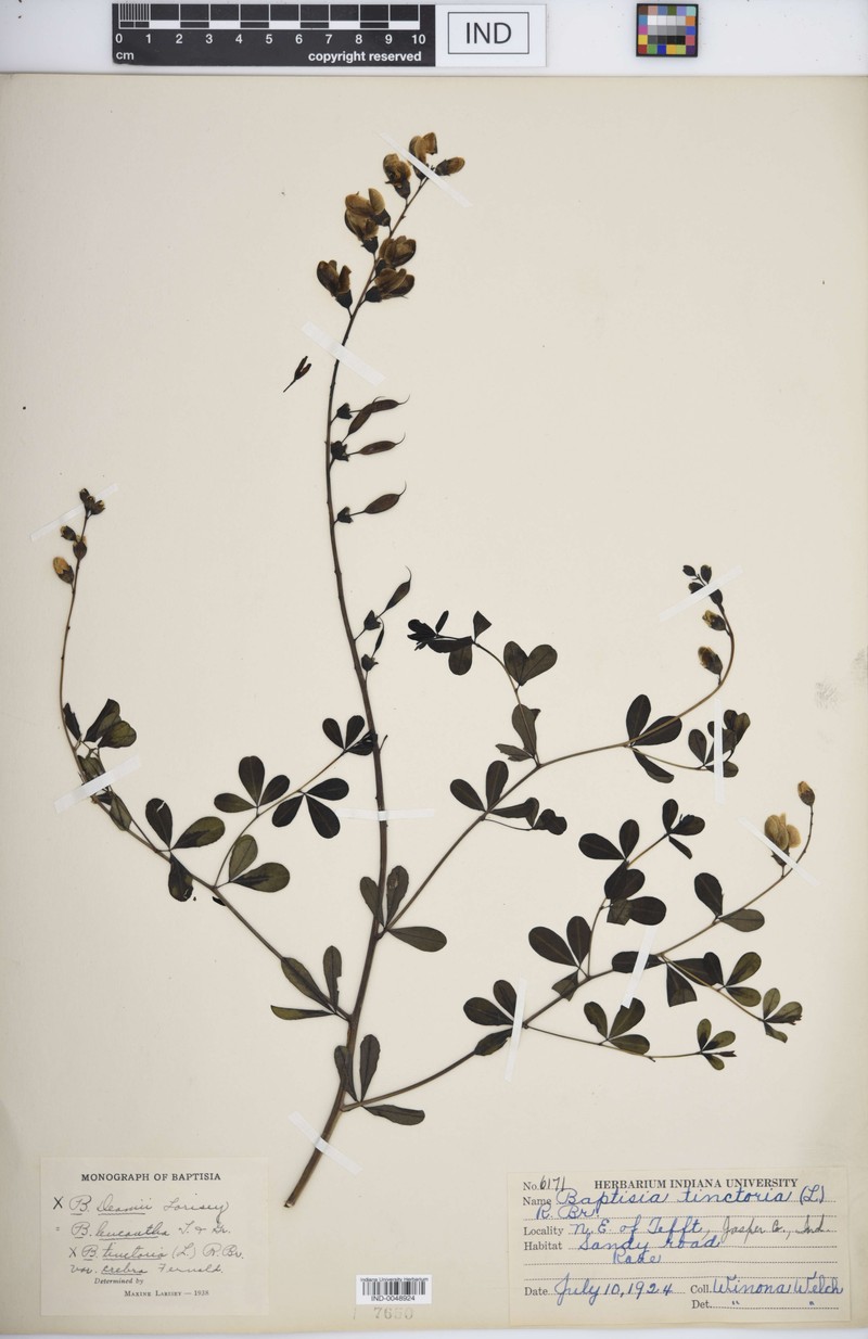 Baptisia × deamii photo 3