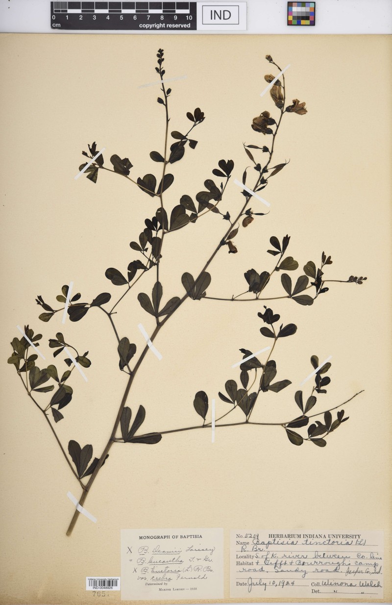 Baptisia × deamii photo 4