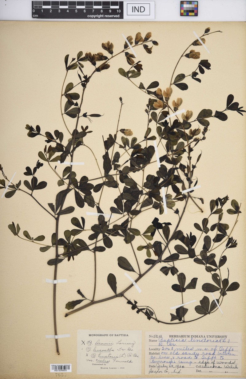 Baptisia × deamii photo 5