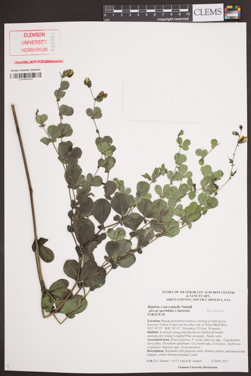 Wild Indigo photo 5