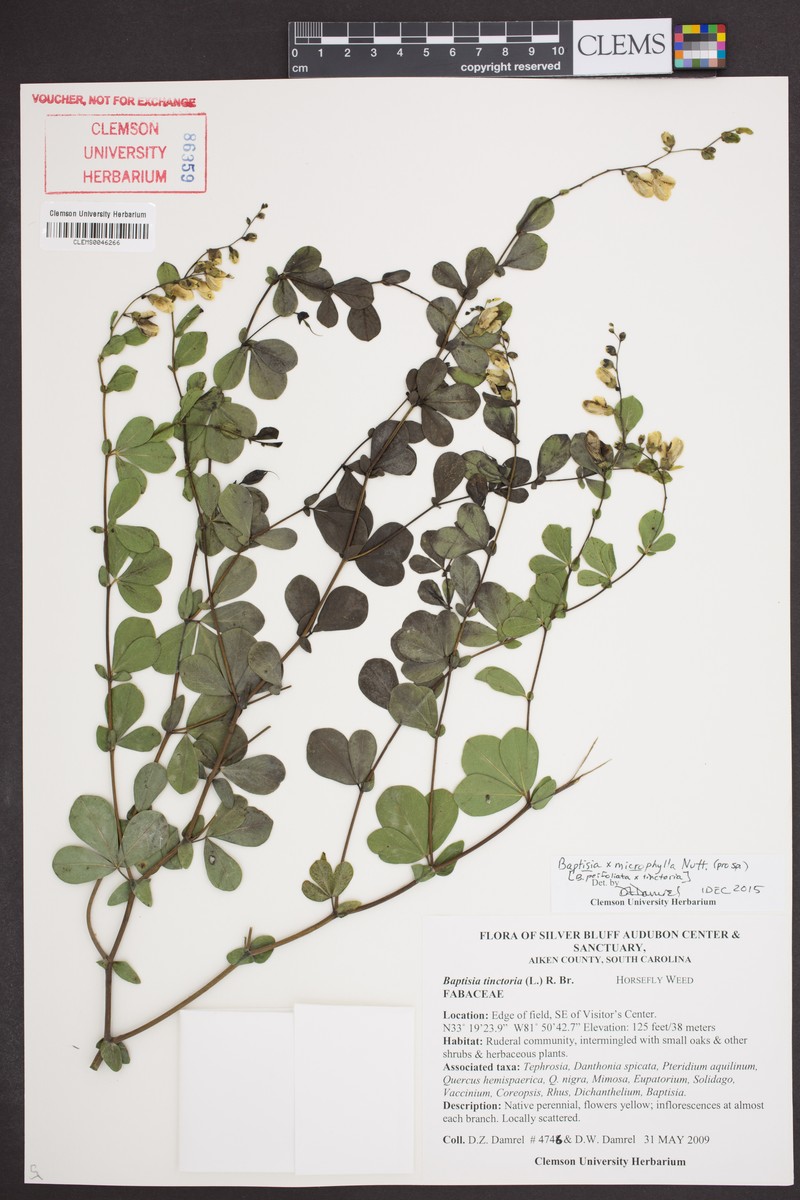 Wild Indigo photo 6