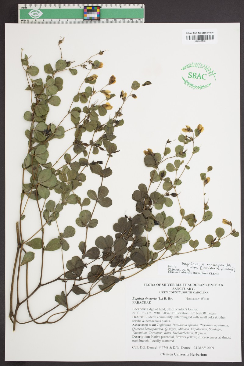 Wild Indigo photo 7