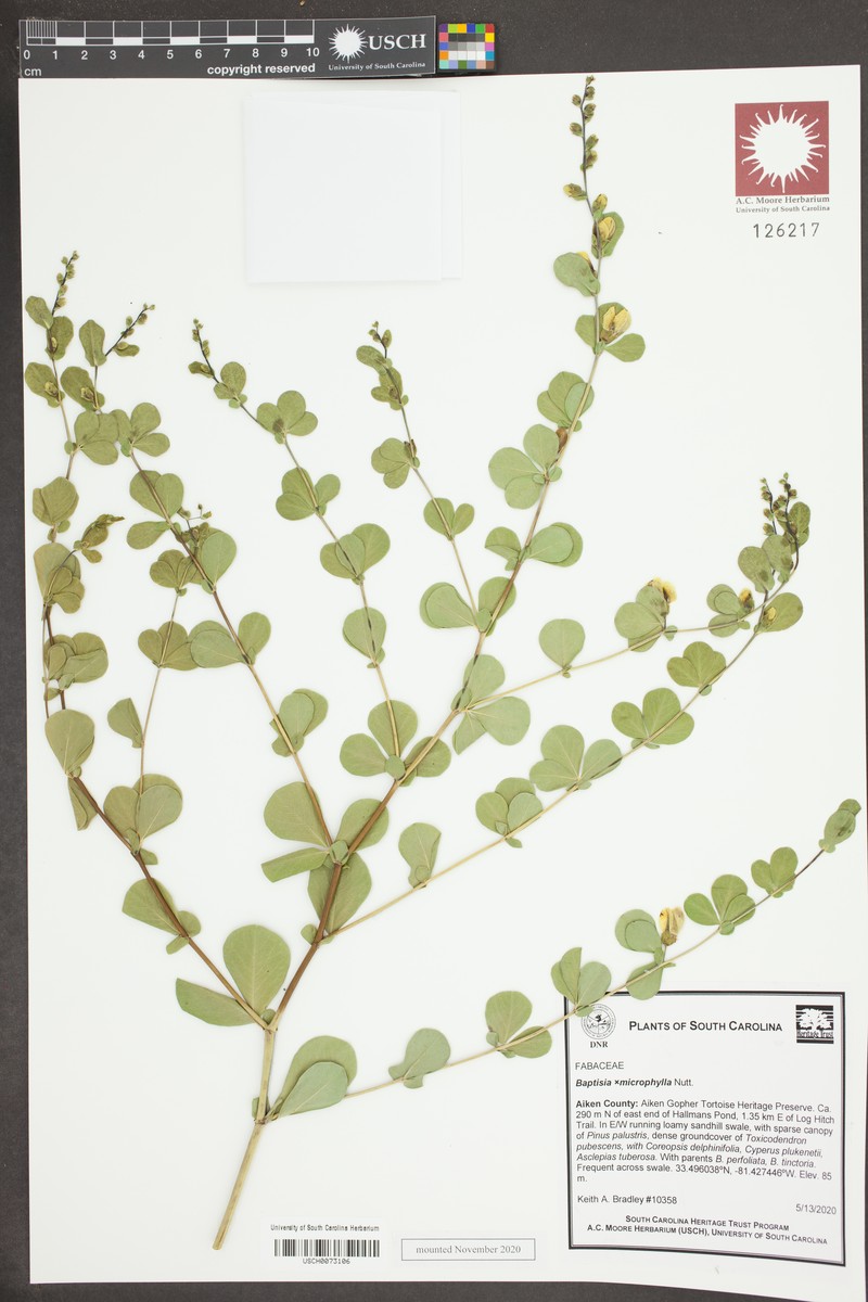 Wild Indigo photo 3