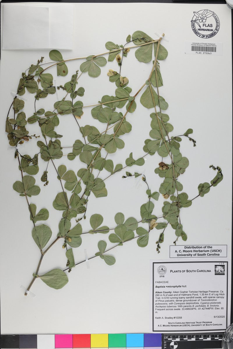 Wild Indigo photo 2