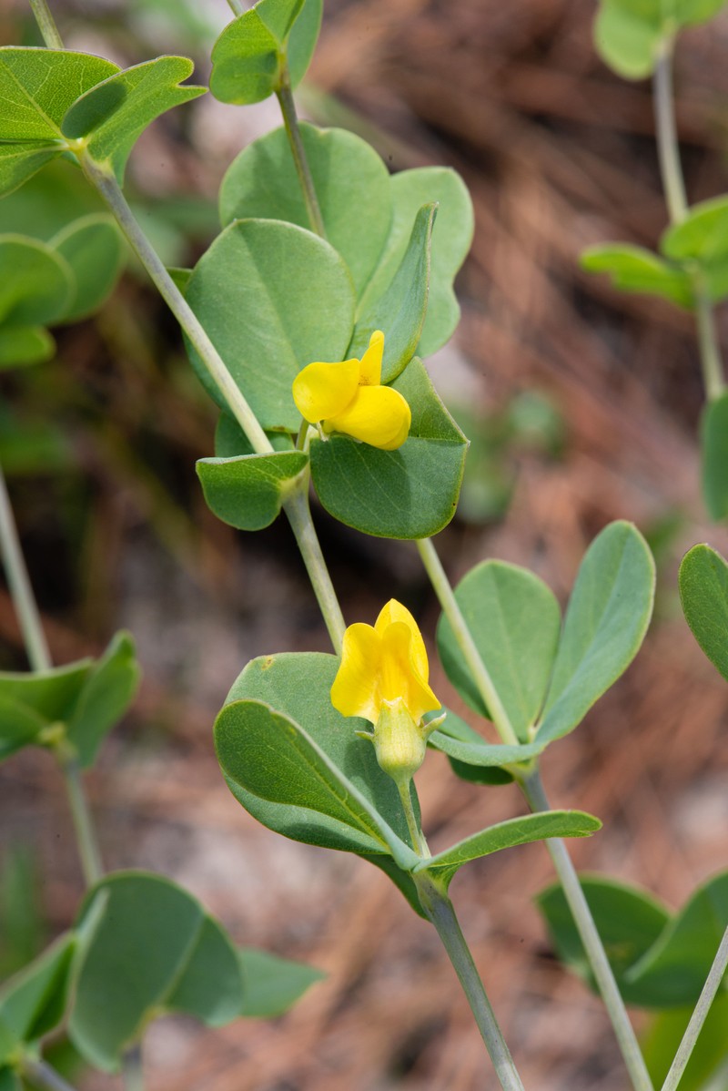 Wild Indigo