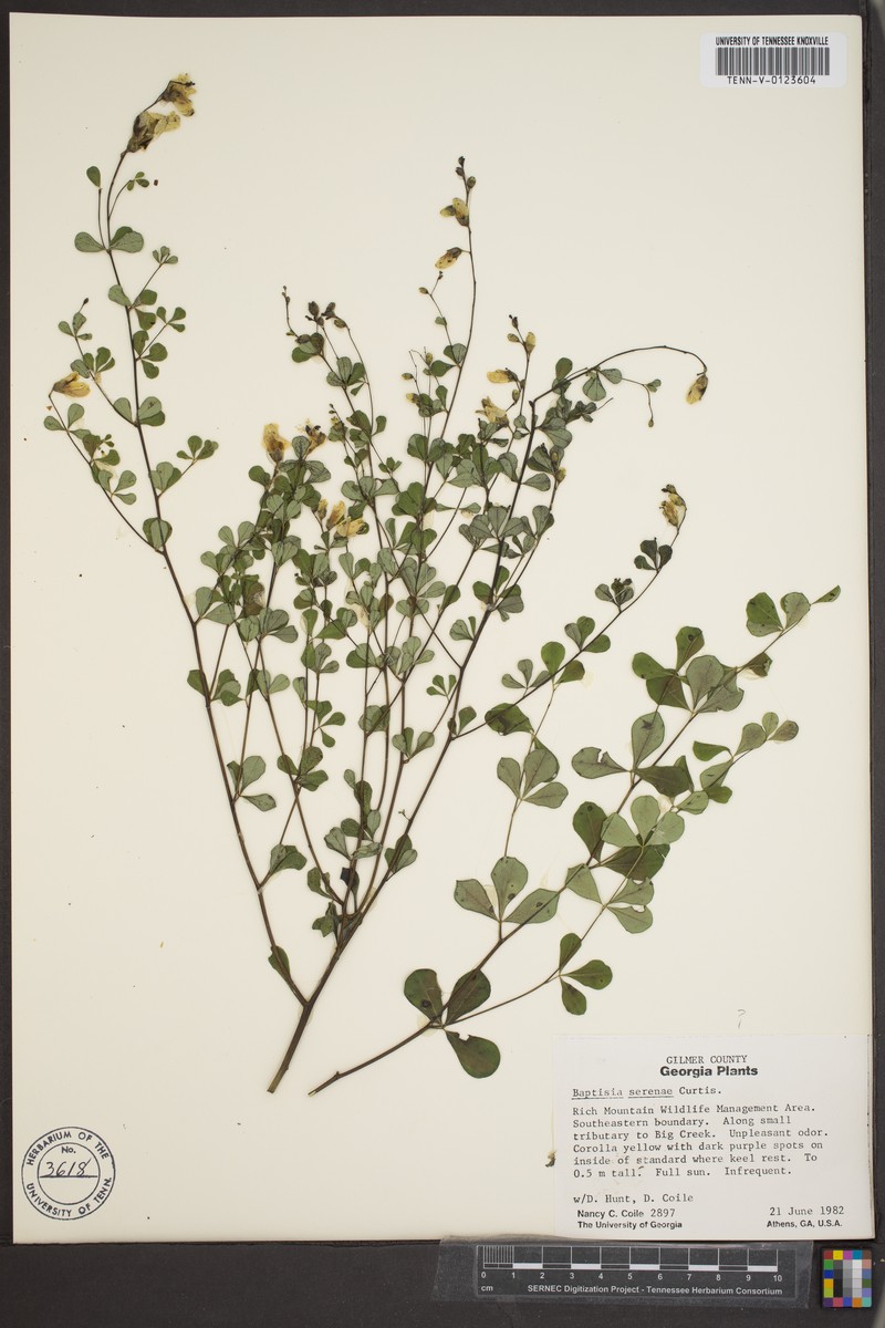 Wild Indigo photo 4