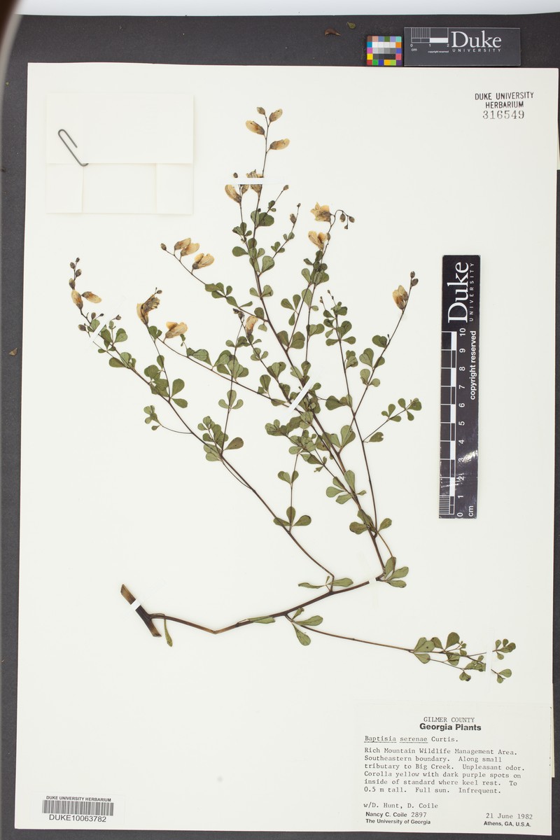 Wild Indigo photo 5