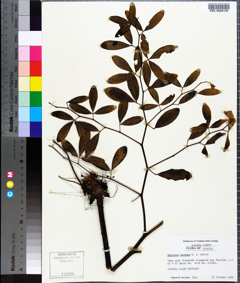 Wild Indigo photo 6