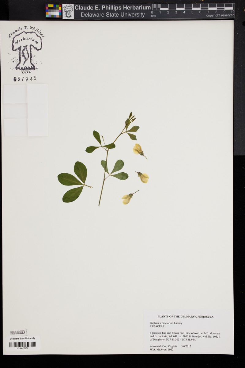 Wild Indigo