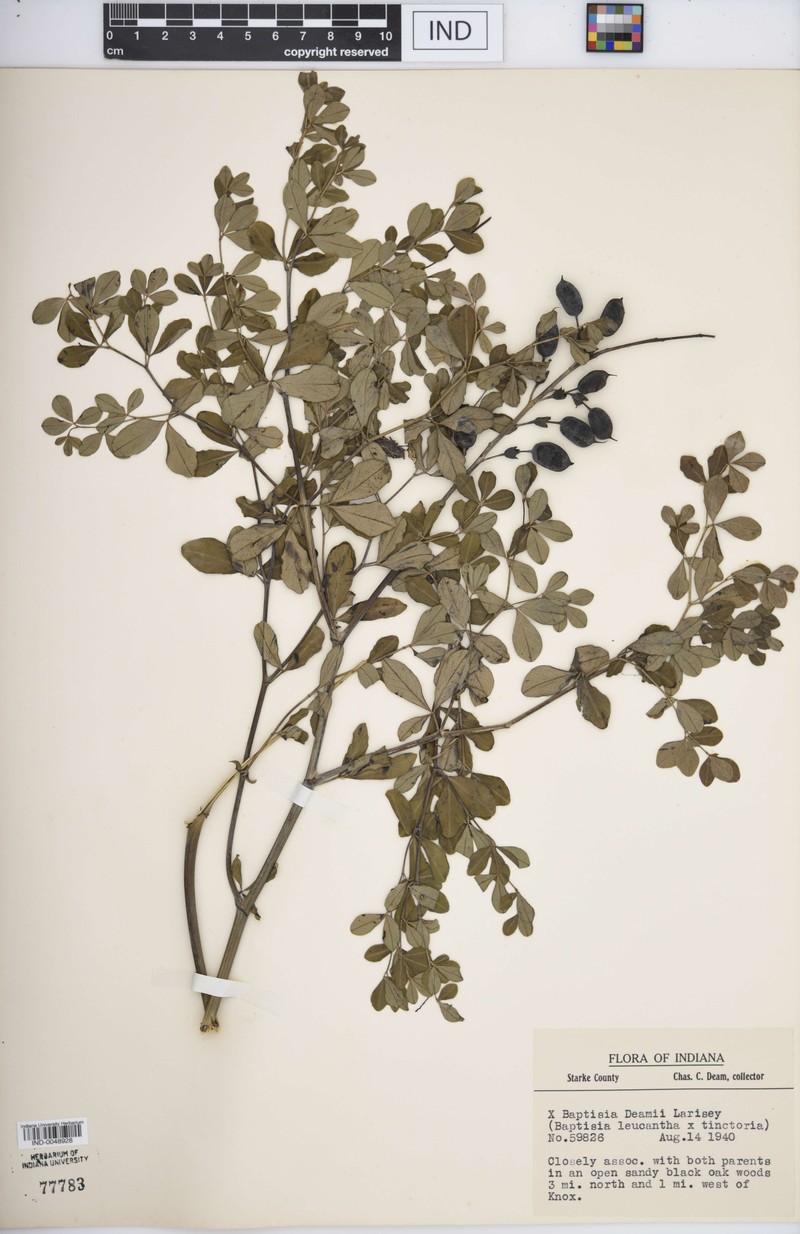 Wild Indigo photo 3