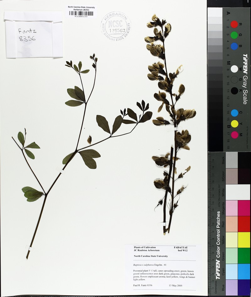 Wild Indigo
