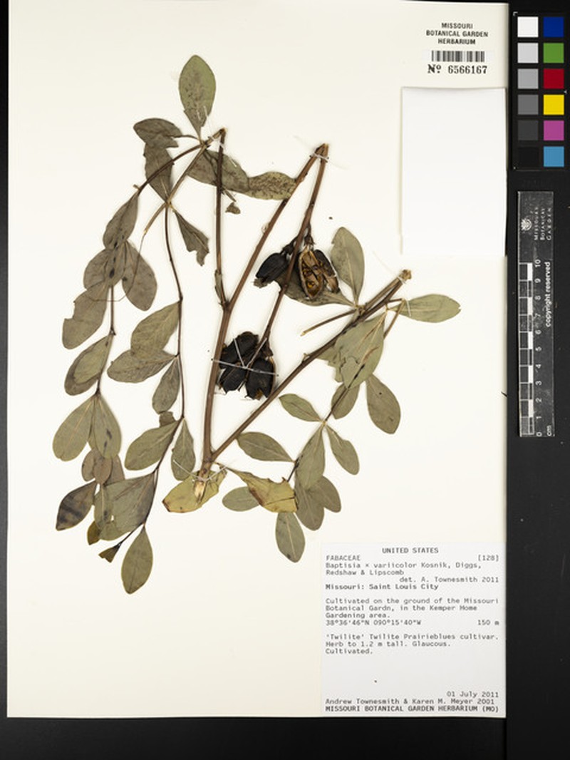 Wild Indigo photo 3