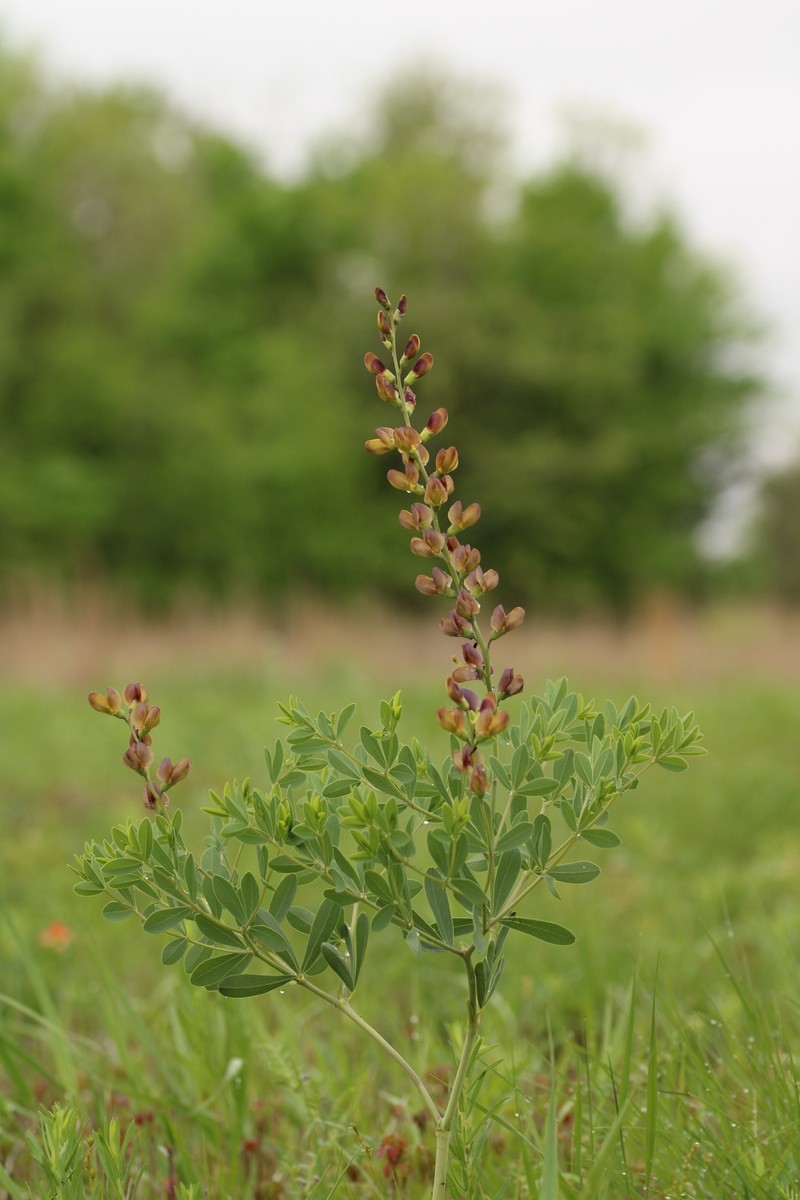 Wild Indigo