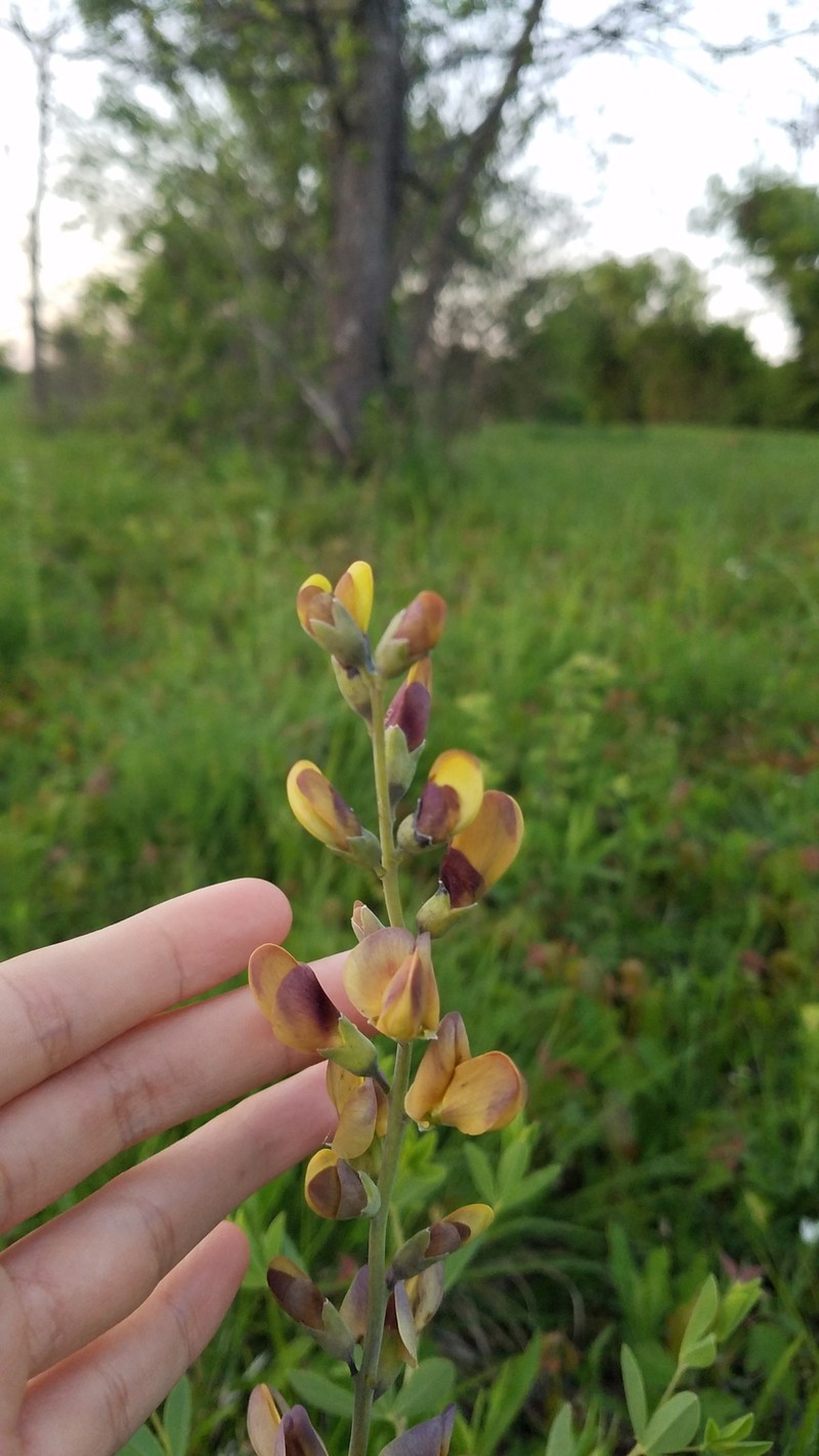 Wild Indigo photo 2