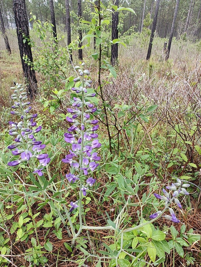 Baptisia aberrans