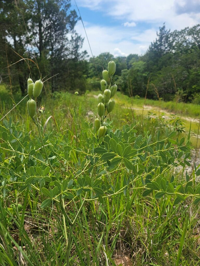 Baptisia aberrans photo 2