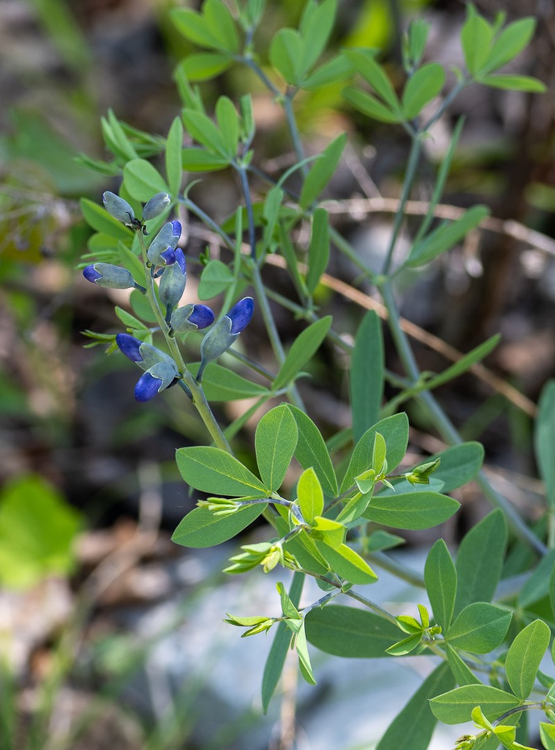 Baptisia aberrans photo 3