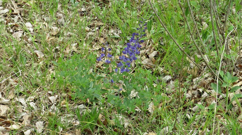 Baptisia aberrans photo 4