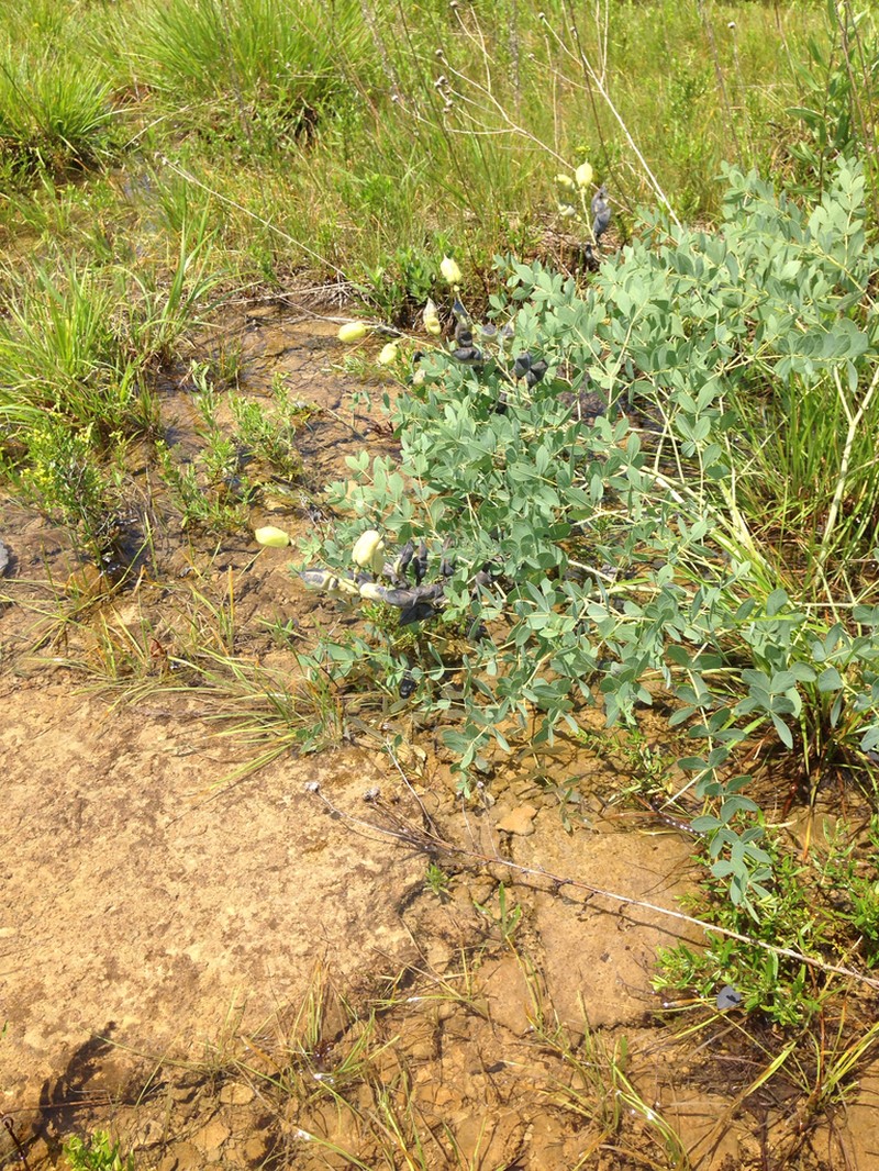 Baptisia aberrans photo 5