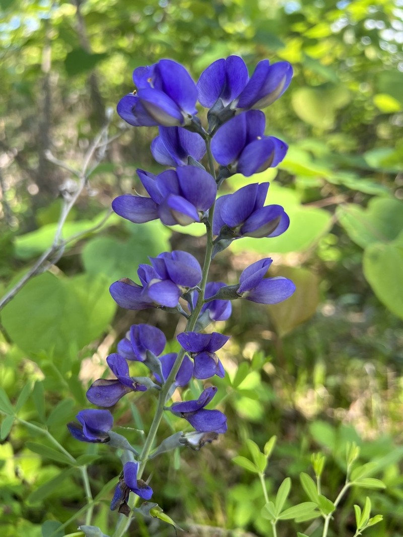 Baptisia aberrans photo 6