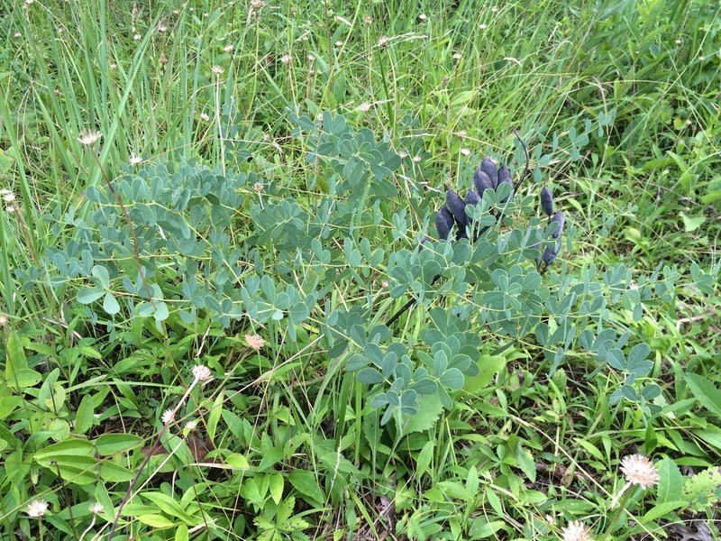 Baptisia aberrans photo 7