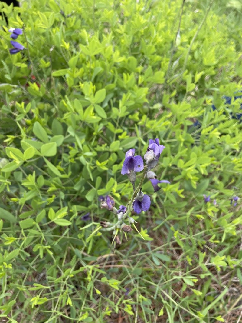 Baptisia aberrans photo 8