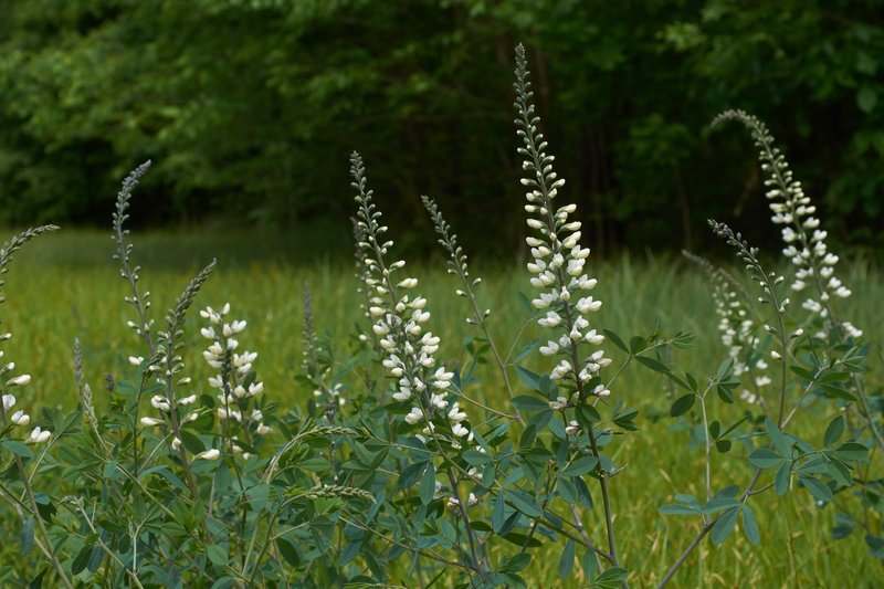 White Wild Indigo