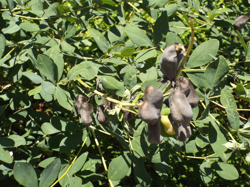 Spiked Wild Indigo photo 2